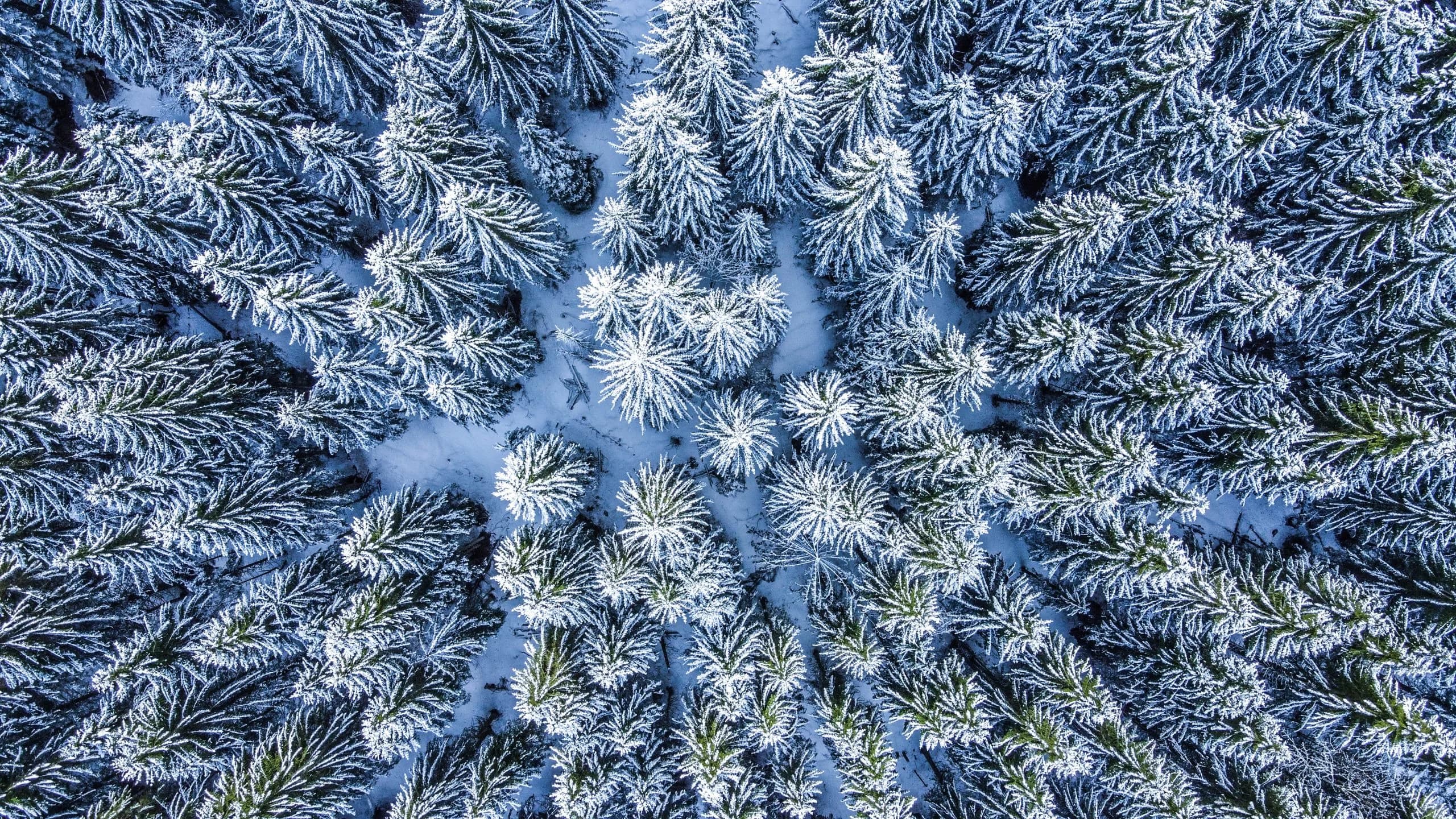 Luftaufnahme von schneebedeckten Tannen