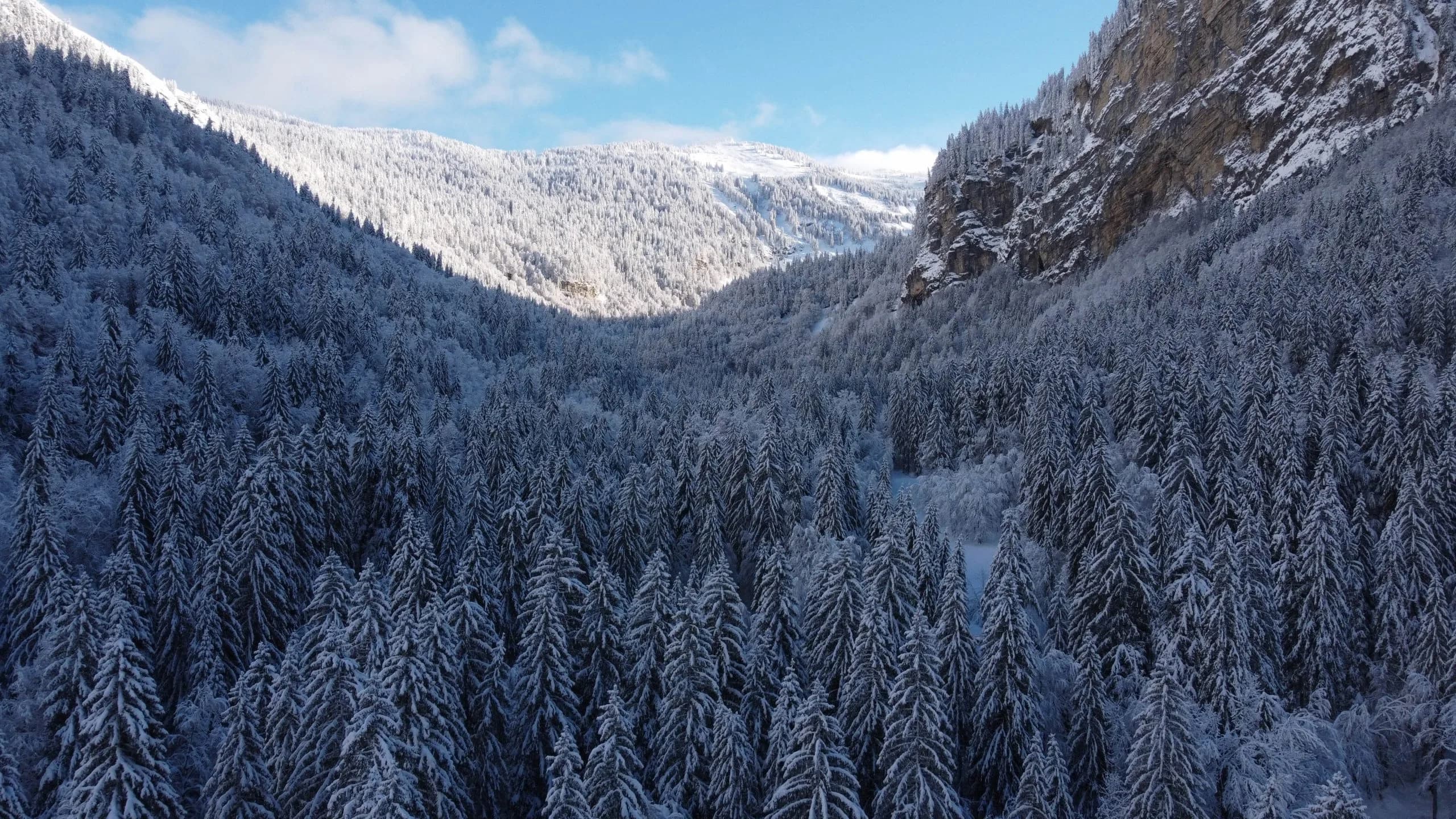 Luftaufnahme eines verschneiten Tannenwalds in einem Bergtal unter blauem Himmel